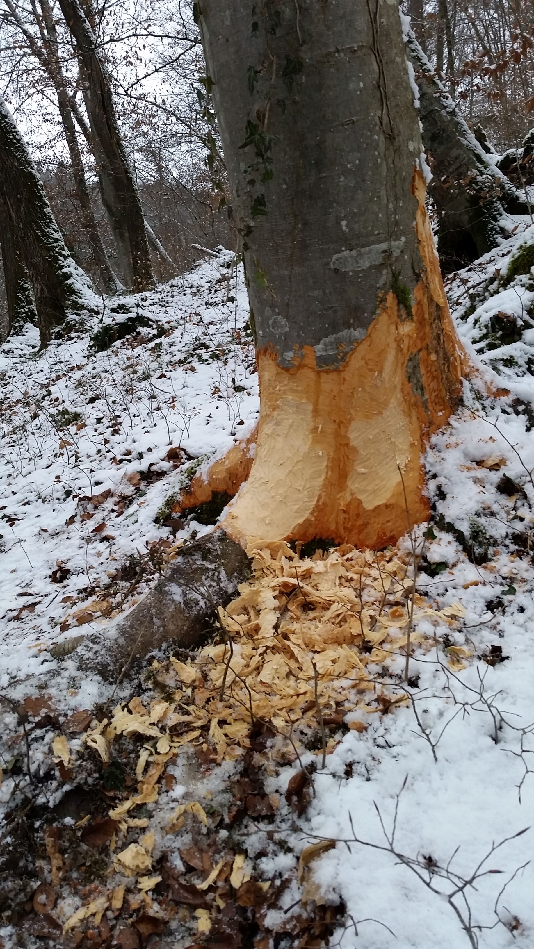 Der Biber ist auch im Winter aktiv.